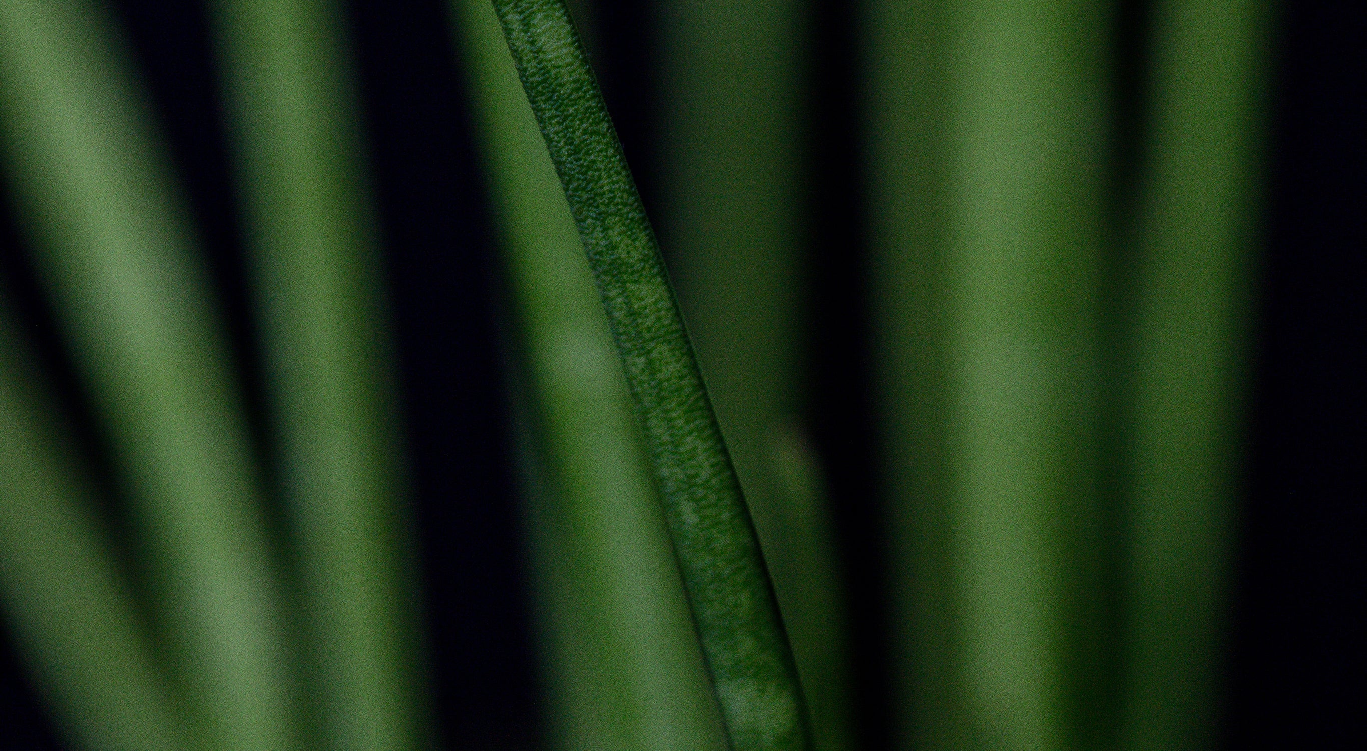 A spouting banana leaf